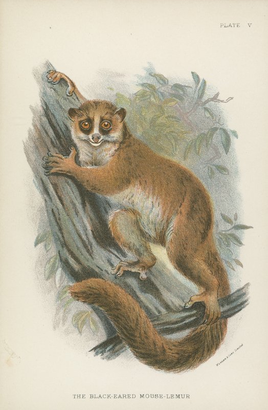 Den sortørede mus-lemur af English School