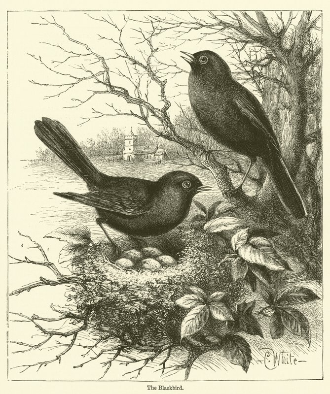 The Blackbird (gravering) af English School
