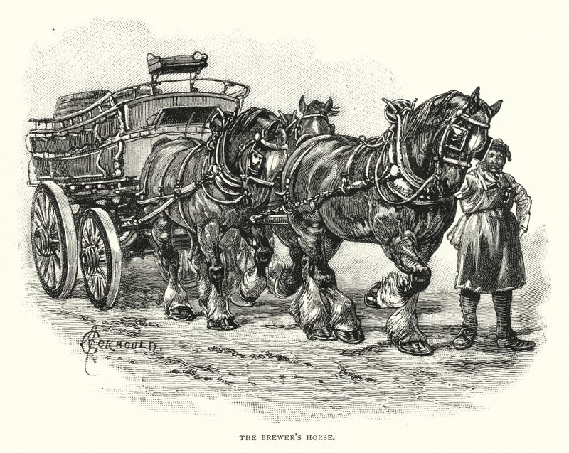 The Brewer