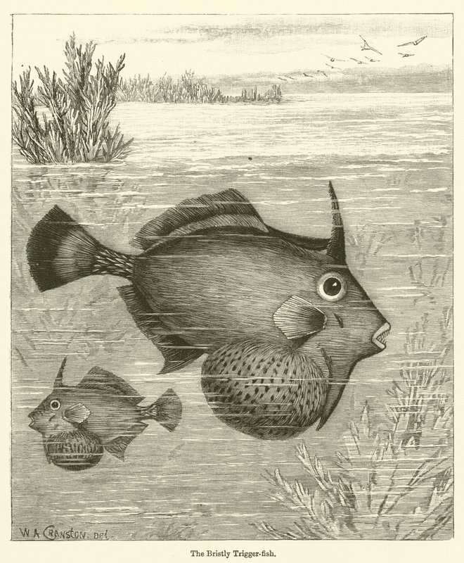 The Bristly Trigger-fish (gravering) af English School