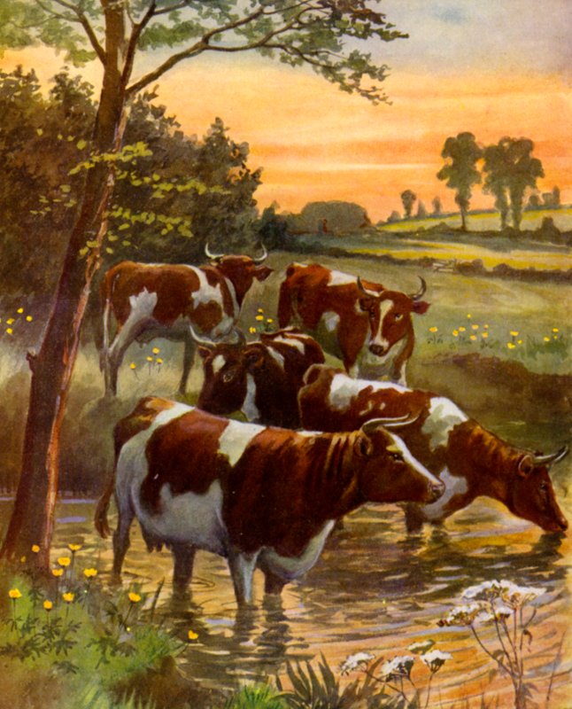 The Dairy Farmer