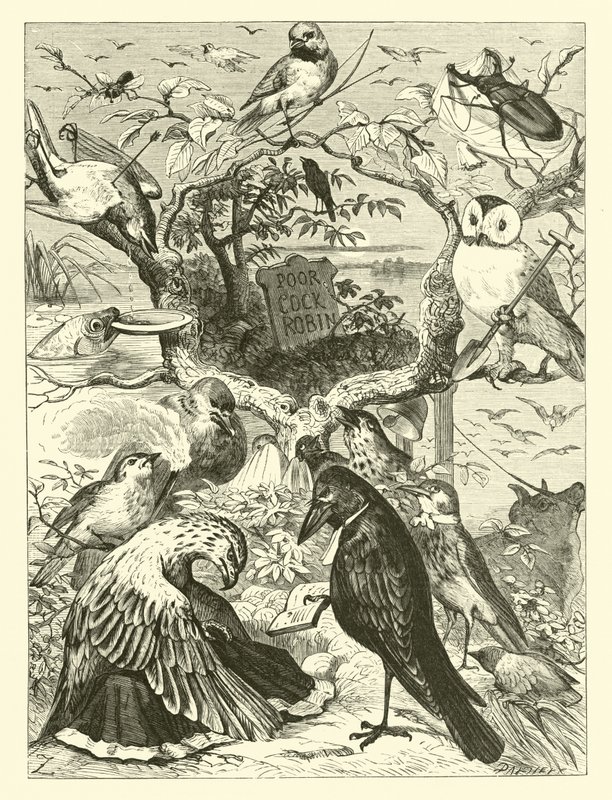 Cock Robins død og begravelse af English School