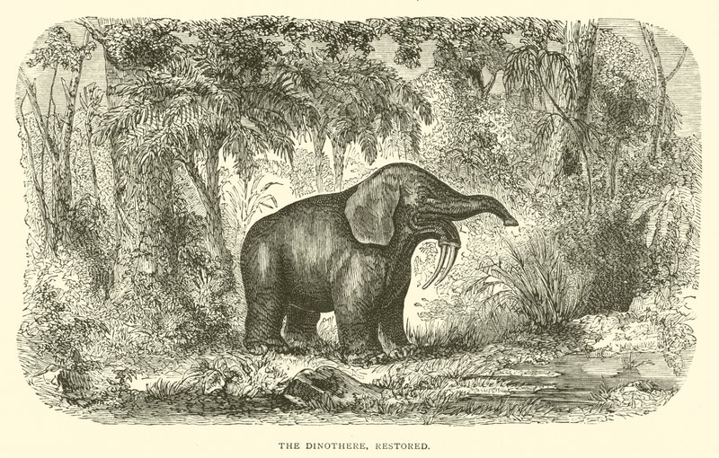 The Dinothere, restaureret (gravering) af English School