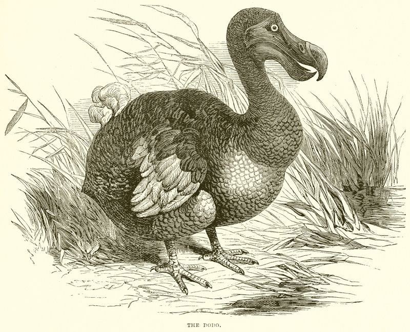 Dodo