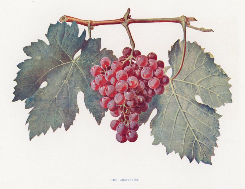 The Grape-Vine (farvelitografi) af English School