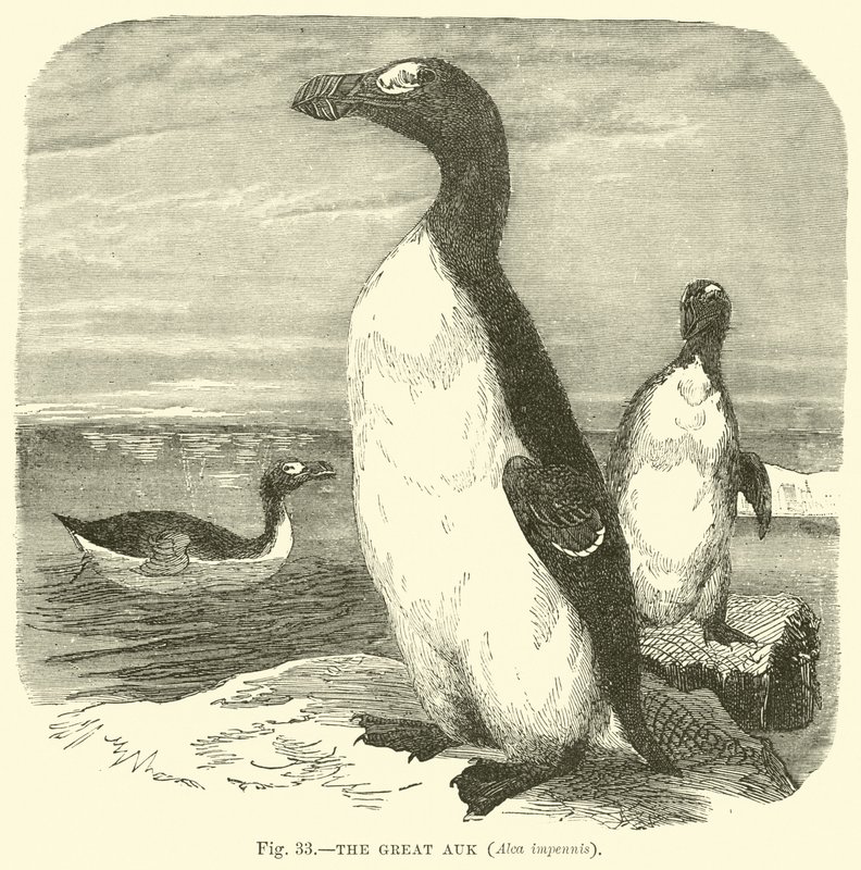 The Great Auk, Alca impennis  af English School