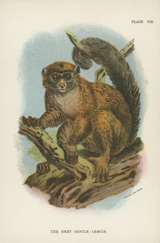 Den grå blide-lemur af English School