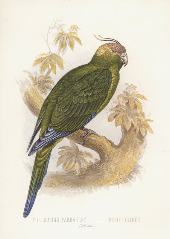 The Ground Parrakeet, Pezoporinus (farve litho) af English School