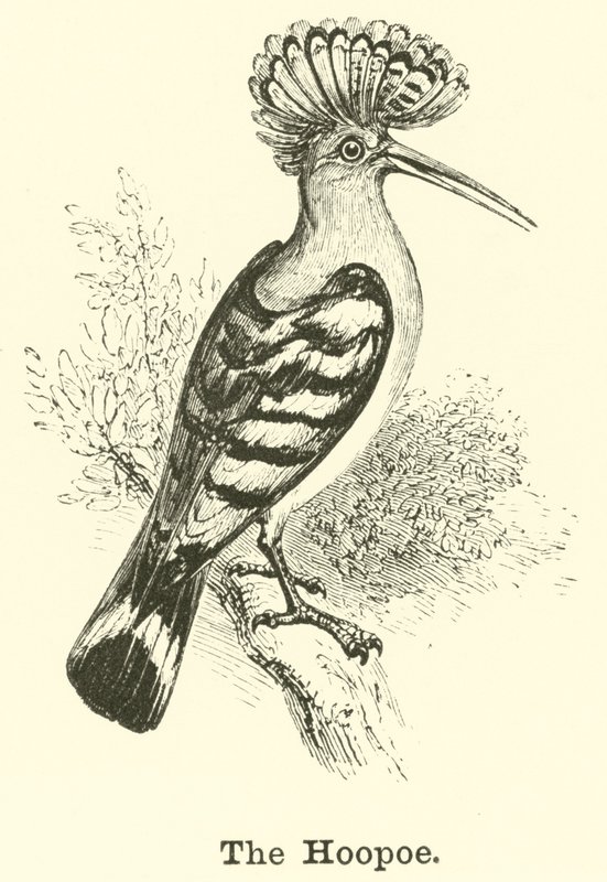 Hoopoen af English School