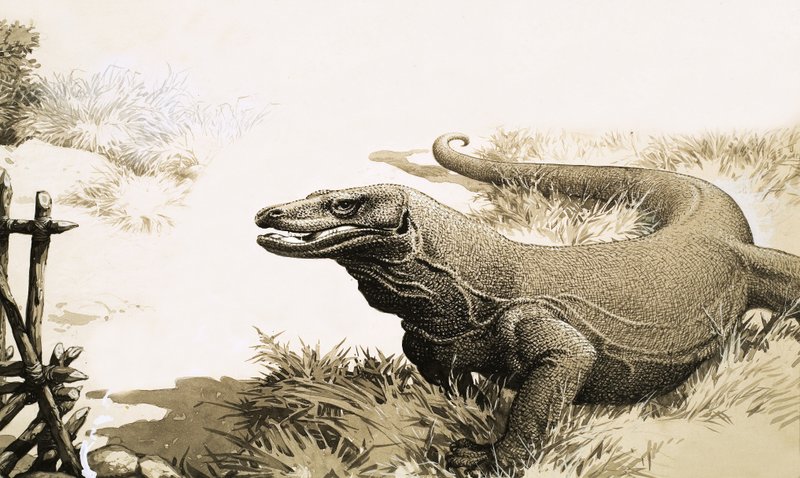 Komodo-dragen af English School