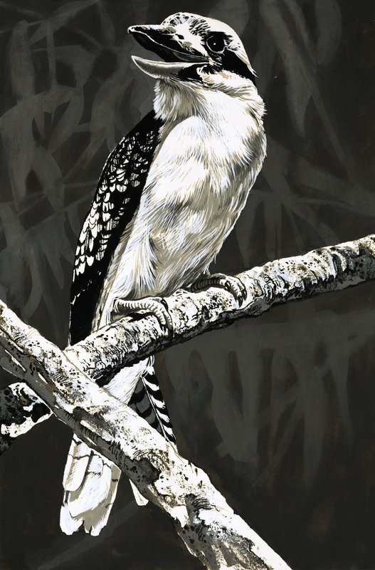 Kookaburra af English School