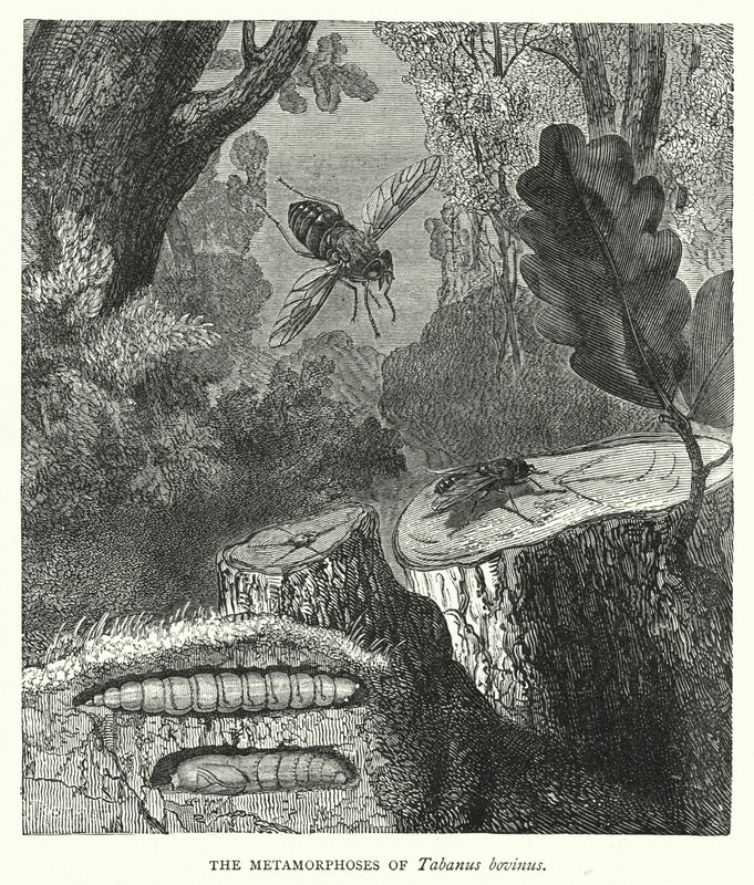 Tabanus bovinus