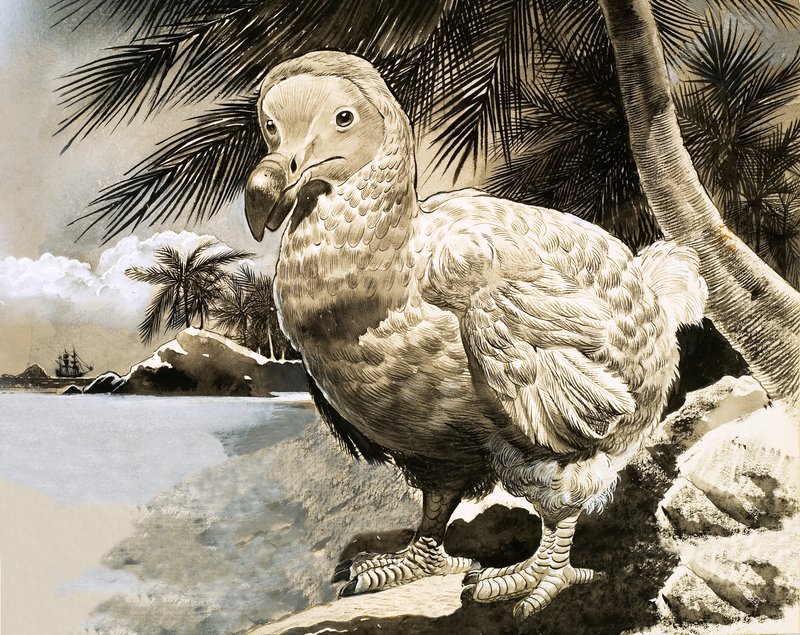 Mysteriefuglen fra Mauritius (The Dodo) af English School