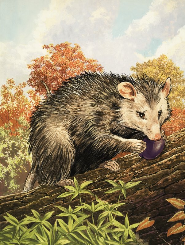 Opossum af English School