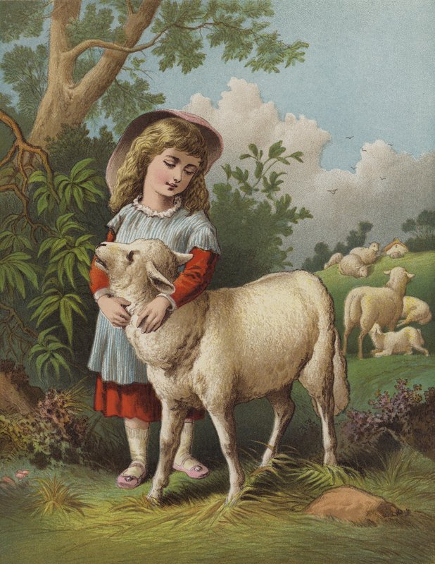 Kæledyrslammet (chromolitho) af English School