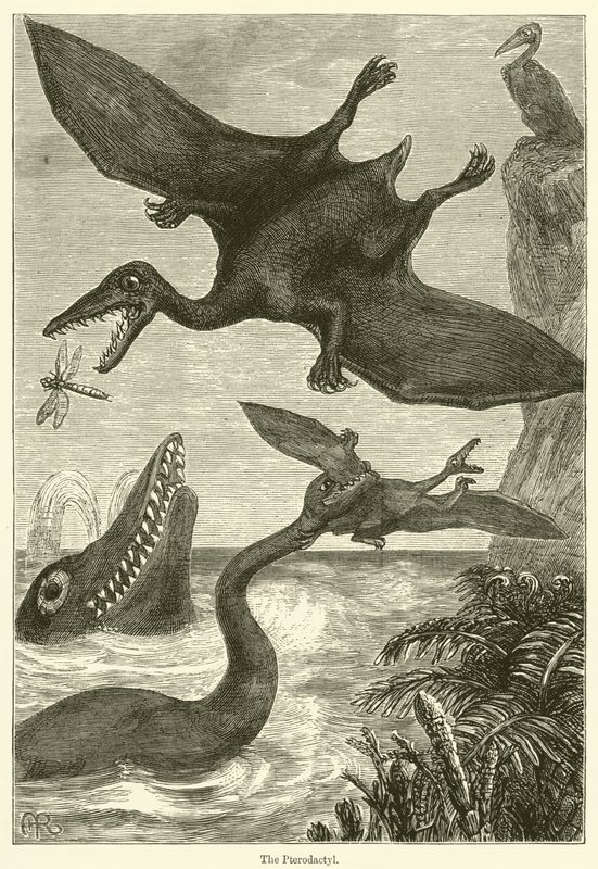 Pterodactyl (kobberstik) af English School