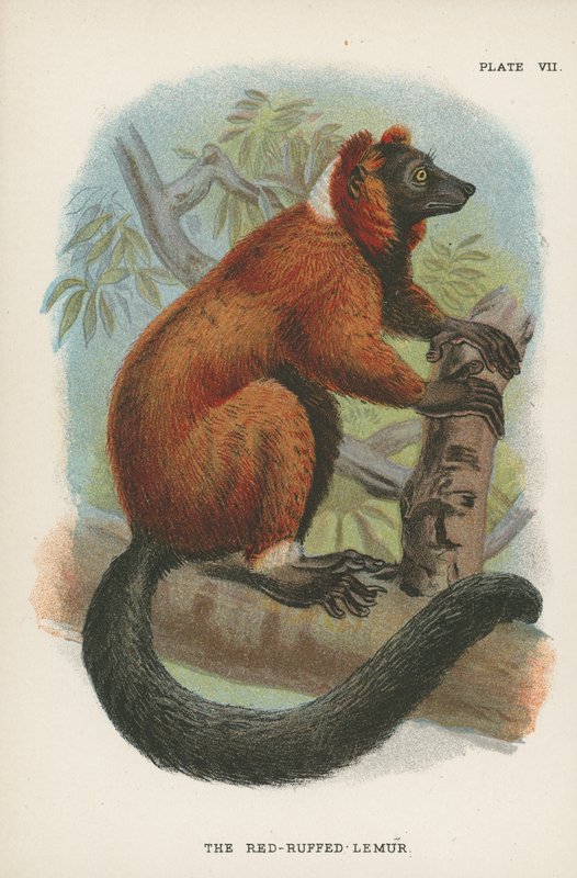 Den røde lemur af English School