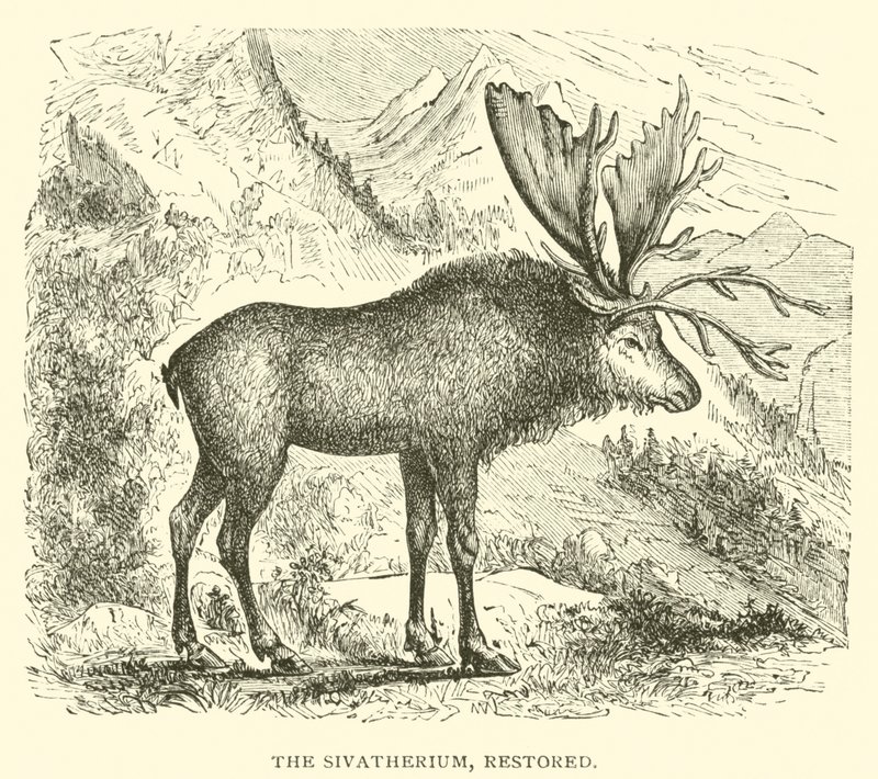Sivatherium, restaureret (gravering) af English School