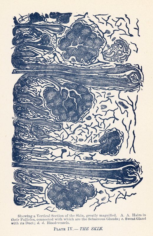 Huden (farve litho) af English School