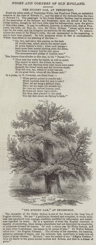 Sydney Oak, ved Penshurst (gravering) af English School