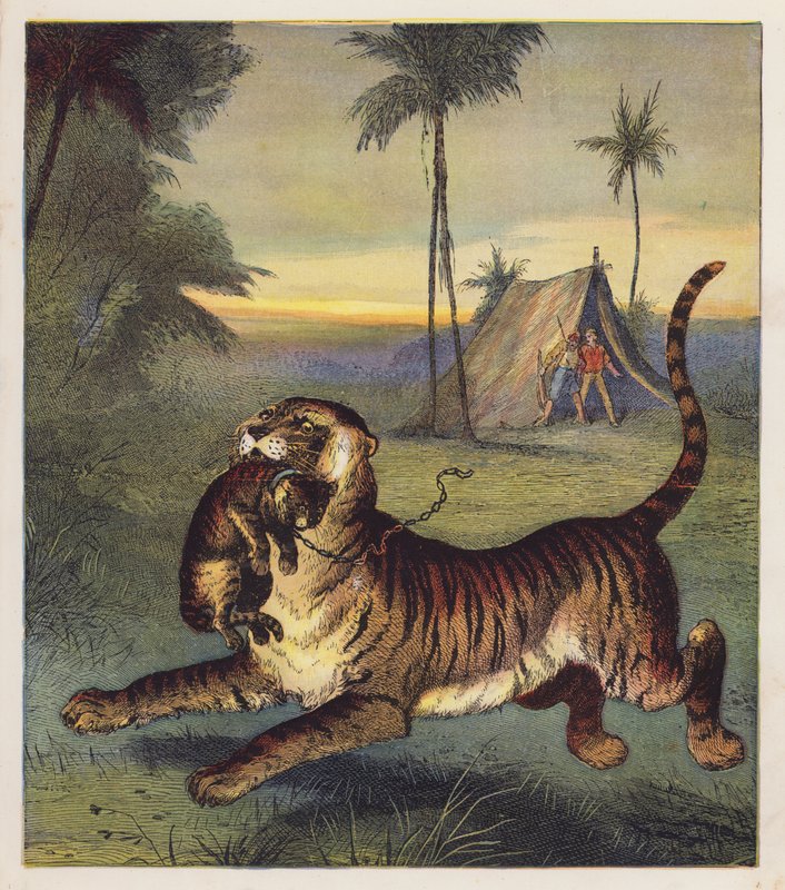 The Tiger-Cub (farvelitografi) af English School
