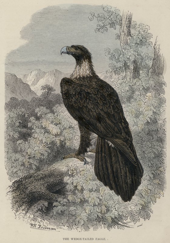 The Wedge-tailed Eagle (farvet gravering) af English School