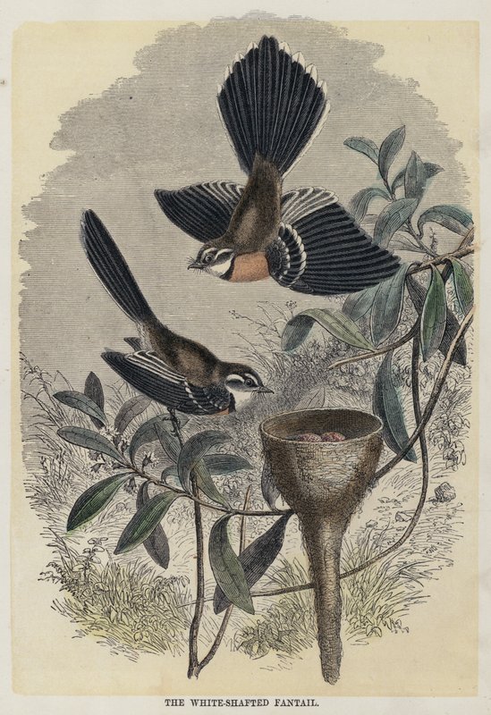 The White-Shafted Fantail (farvet gravering) af English School