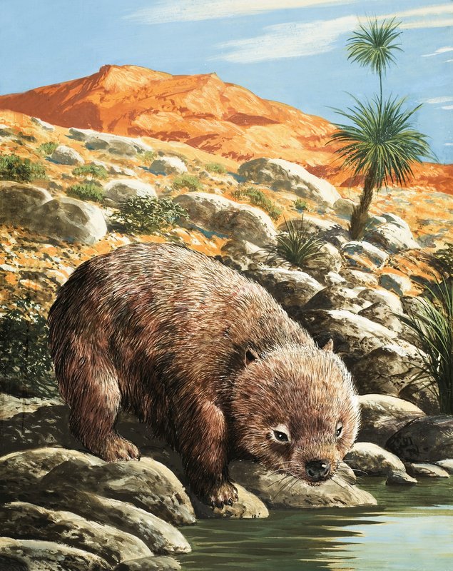 Wombat af English School