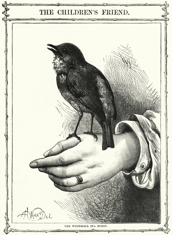 The Woodhall Spa Robin (gravering) af English School