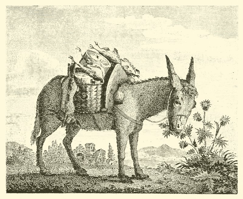 Æslet, der spiser tidsler (gravering) af English School
