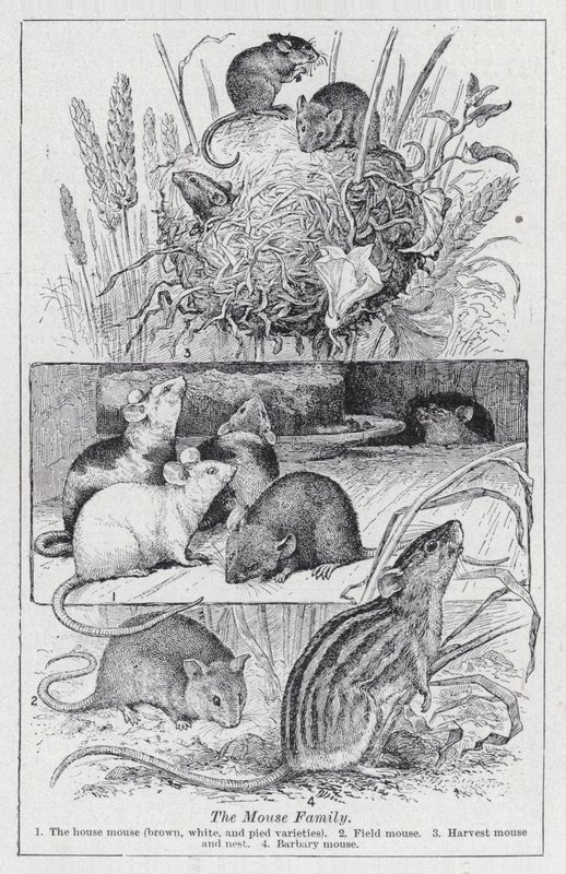 Musefamilien (litho) af English School