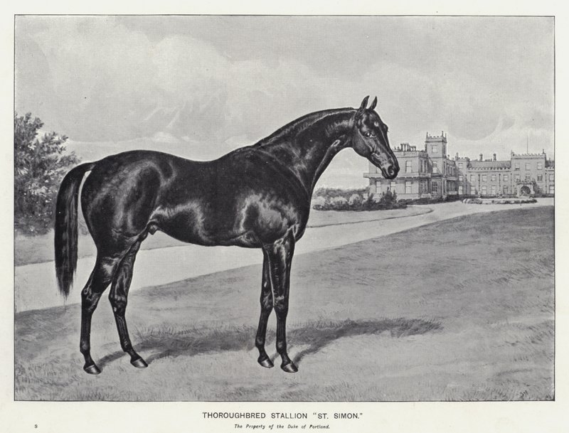 Fuldblodshingst "St Simon" (litho) af English School