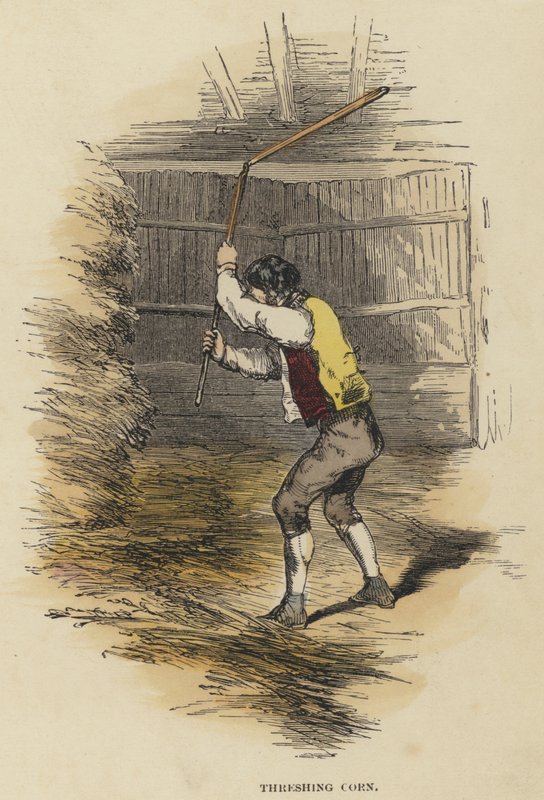 Tærskemajs (farvet gravering) af English School