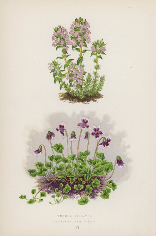 Thymus Striatus; Erpetion Reniforme (farvelitografi) af English School