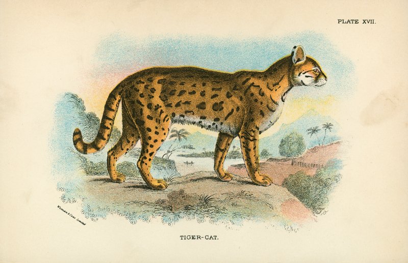 Tiger-kat af English School