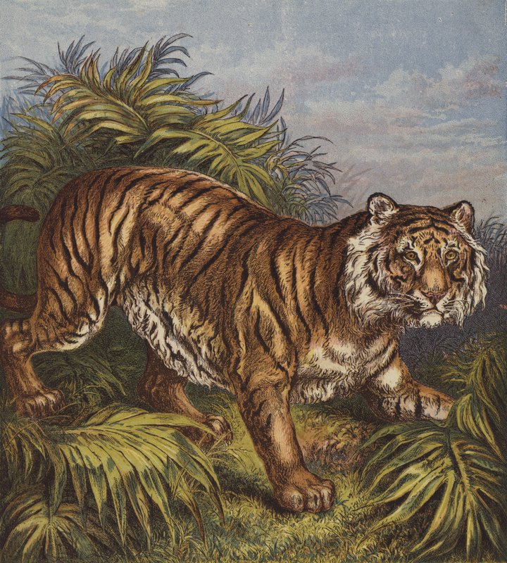 Tiger (farve litho) af English School