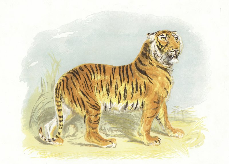 Tiger af English School