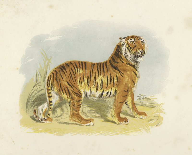 Tiger af English School