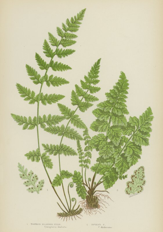 Tandblærebregne, Dickies-bregne (farve litho) af English School