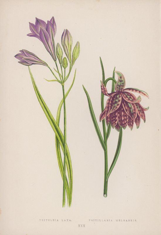 Triteleia Laxa; Fritillaria Meleagris (farve litho) af English School
