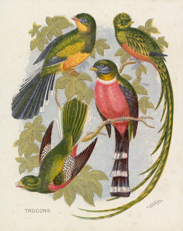 Trocons (farve litho) af English School