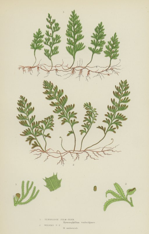 Tunbridge Filmy-Fern, Wilsons Filmy-Fern (farve litho) af English School