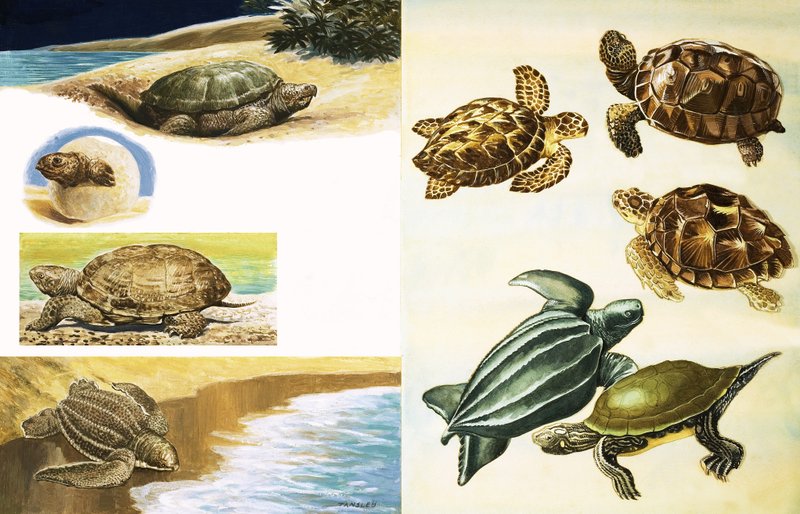 Skildpadder af English School