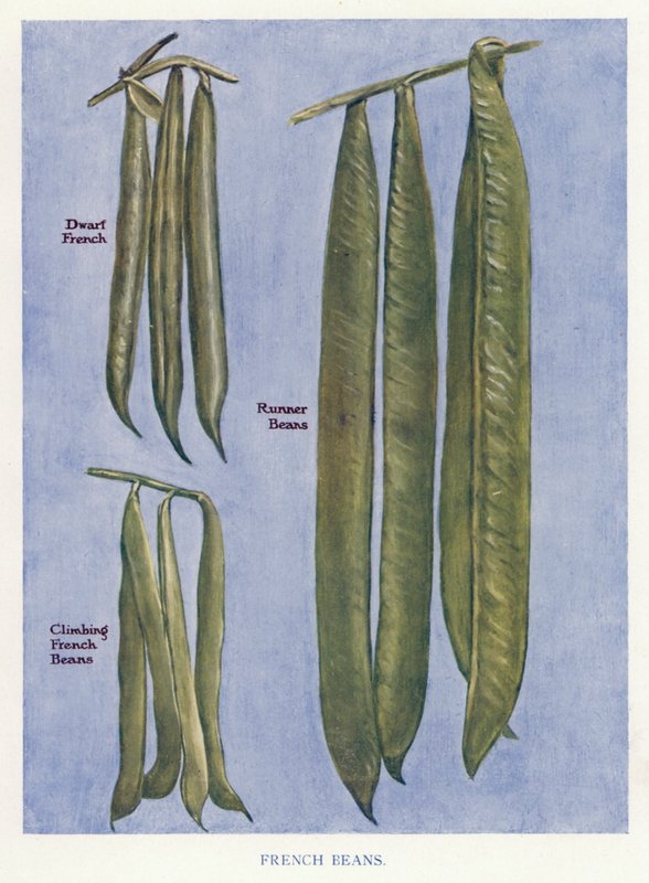 Grøntsagsavlerens guide: Franske bønner (farve litho) af English School