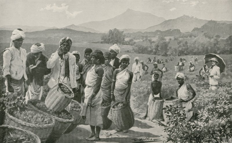 Udsigt over en tehave i Ceylon af English School
