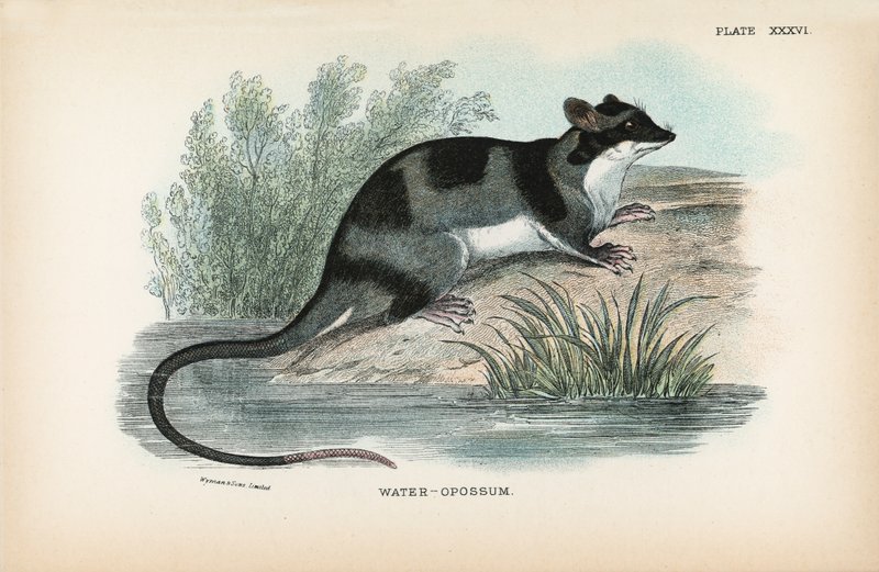 Vand-Opossum af English School