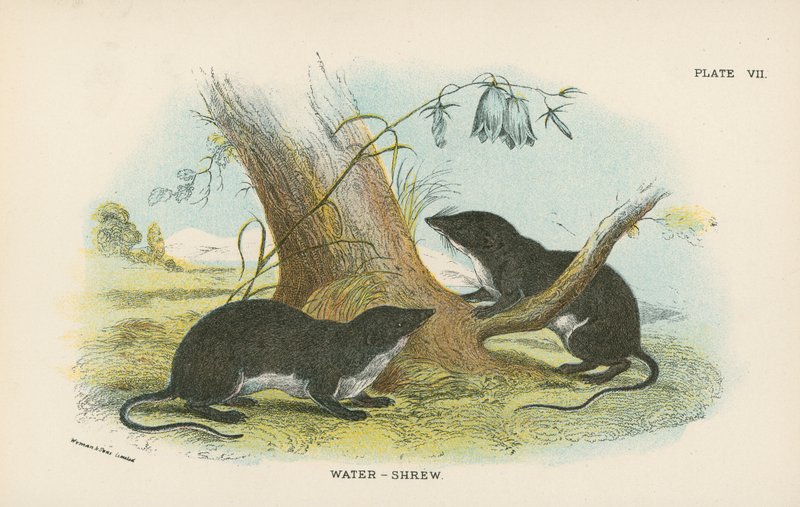 Vand-Shrew af English School