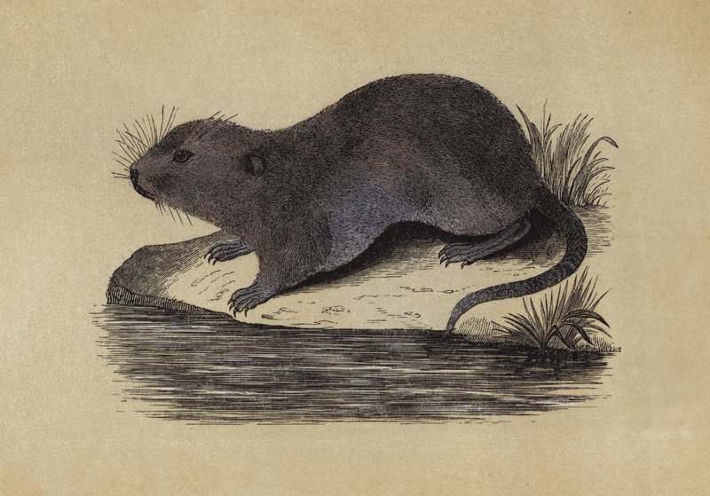 Vandrotte (farve litho) af English School