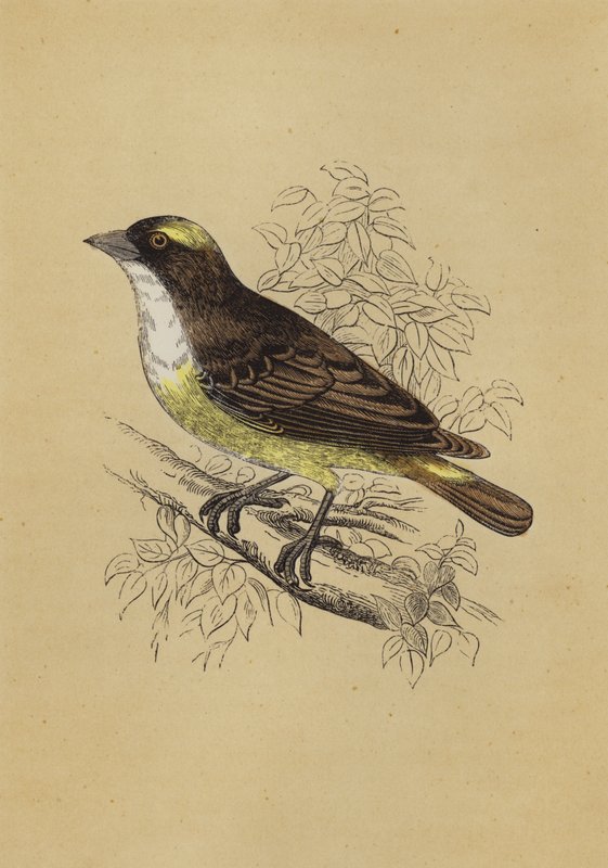 Weaver Bird (farve litho) af English School