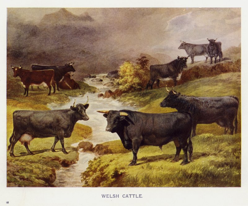 Welsh Cattle (farve litho) af English School